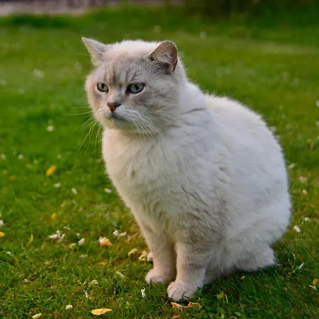 La Frapperie La Pommeraie-sur-Sevre